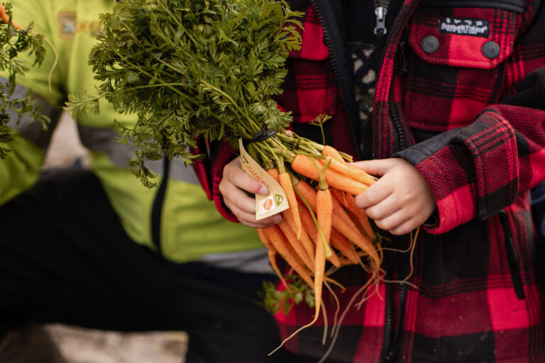 Child holding a fresh bunch of So Sweet carrots with green tops attached.