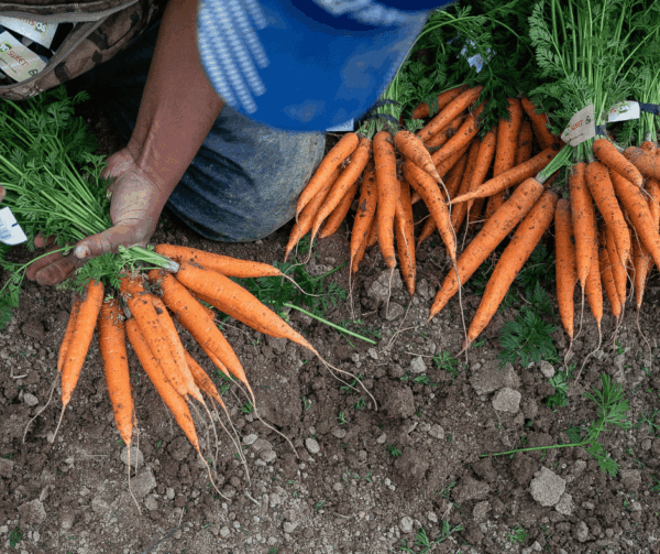 Farmer holding and sorting freshly harvested bunches of So Sweet carrots with green tops in the field.