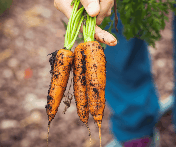 Hand holding freshly harvested organic carrots with soil still on them, showing their natural freshness and farm quality.