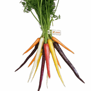 A bunch of So Sweet coloured carrots in purple, yellow, orange, red and white, with green tops and a So Sweet tag.