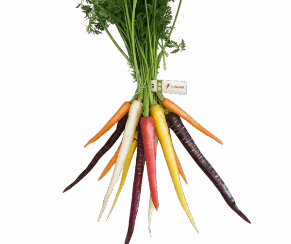 A bunch of So Sweet coloured carrots in purple, yellow, orange, red and white, with green tops and a So Sweet tag.