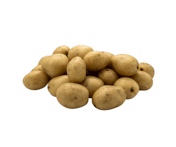 Fresh So Sweet Organic Jersey Benne Potatoes, small and golden with smooth skin, freshly harvested and ready for market.