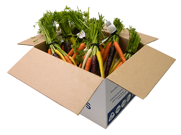 Buy bunch carrots NZ fresh with tops grown in Southland