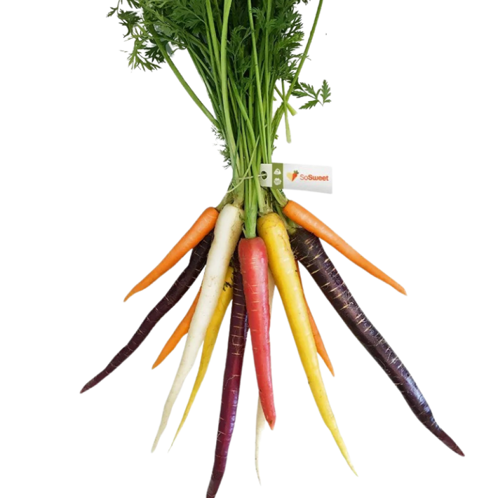 A bunch of So Sweet coloured carrots in purple, yellow, orange, red and white, with green tops and a So Sweet tag.