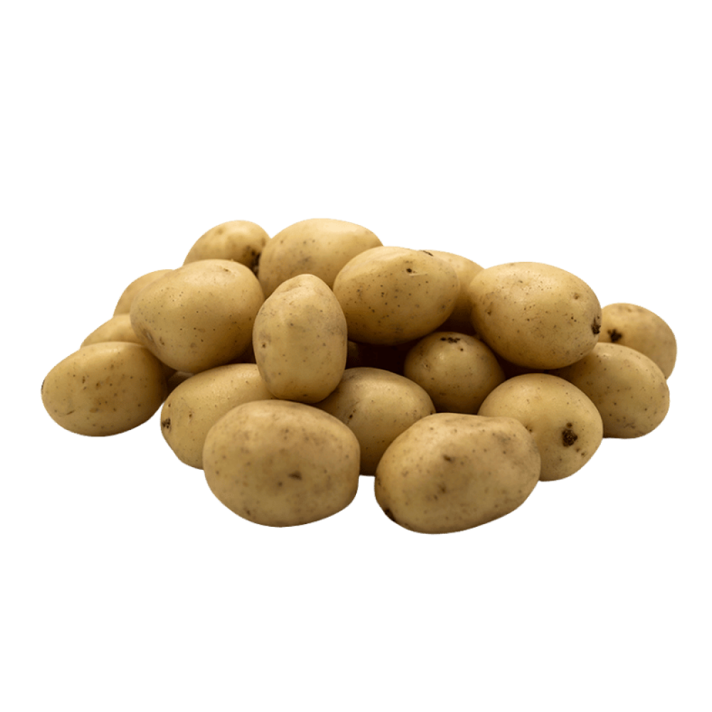 Fresh So Sweet Organic Jersey Benne Potatoes, small and golden with smooth skin, freshly harvested and ready for market.
